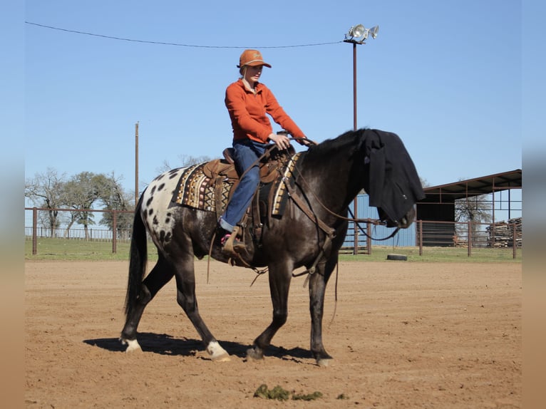 More ponies/small horses Gelding 7 years 13,3 hh Black in Lipan