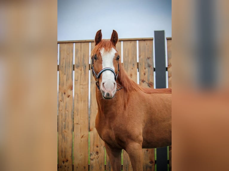 More ponies/small horses Gelding 7 years 14,1 hh Chestnut-Red in Montfoort