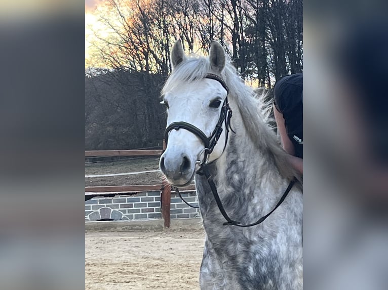 More ponies/small horses Gelding 7 years 14,1 hh Gray-Dapple in Ursensollen