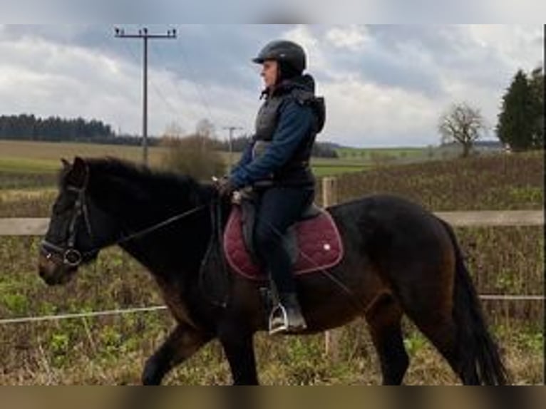 More ponies/small horses Gelding 7 years 14,1 hh Smoky-Black in Hohenthann