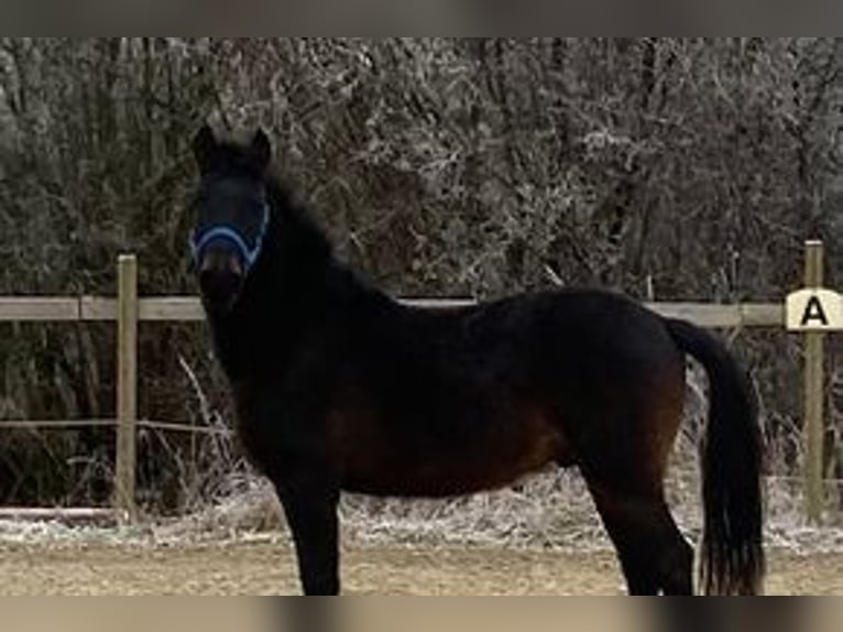 More ponies/small horses Gelding 7 years 14,1 hh Smoky-Black in Hohenthann