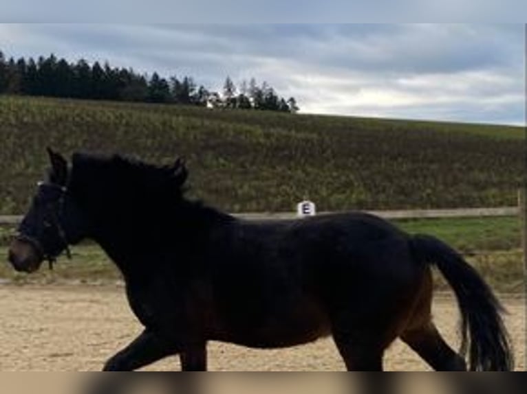 More ponies/small horses Gelding 7 years 14,1 hh Smoky-Black in Hohenthann