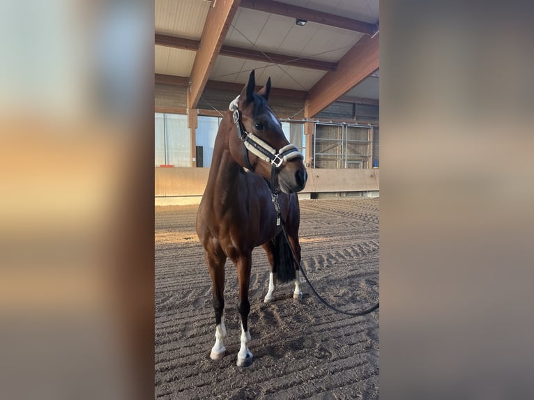 More ponies/small horses Gelding 7 years 14,2 hh Brown in Burgkirchen an der Alz