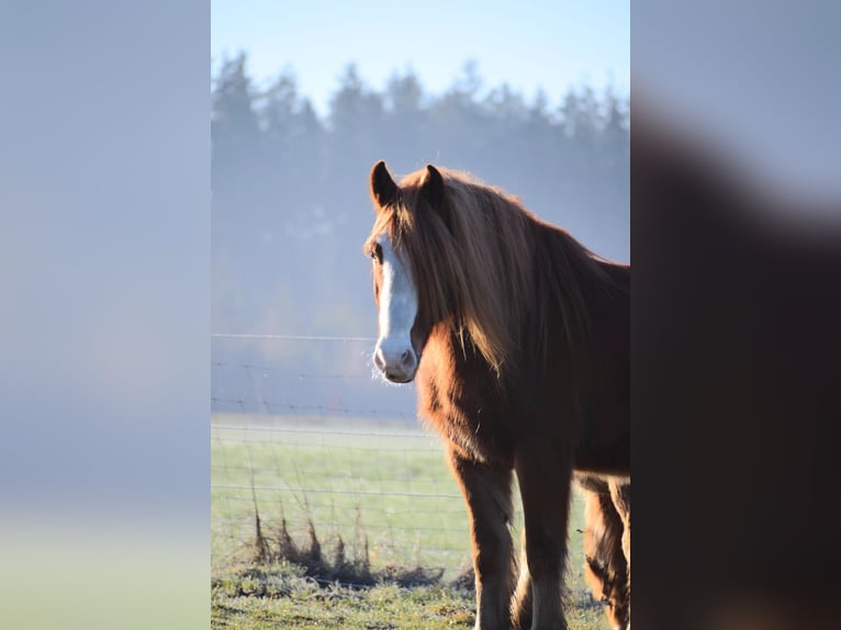 More ponies/small horses Mix Gelding 7 years 14,2 hh Chestnut-Red in Emmering