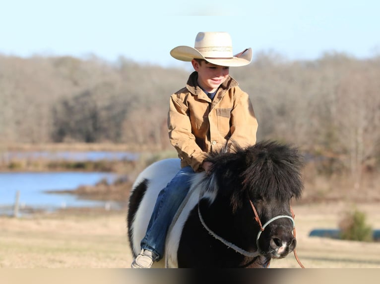 More ponies/small horses Gelding 7 years 8,1 hh in Carthage, TX