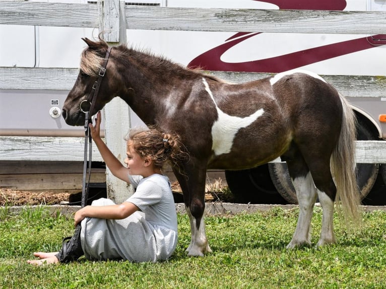 More ponies/small horses Gelding 7 years 8,2 hh in Strasburg, OH