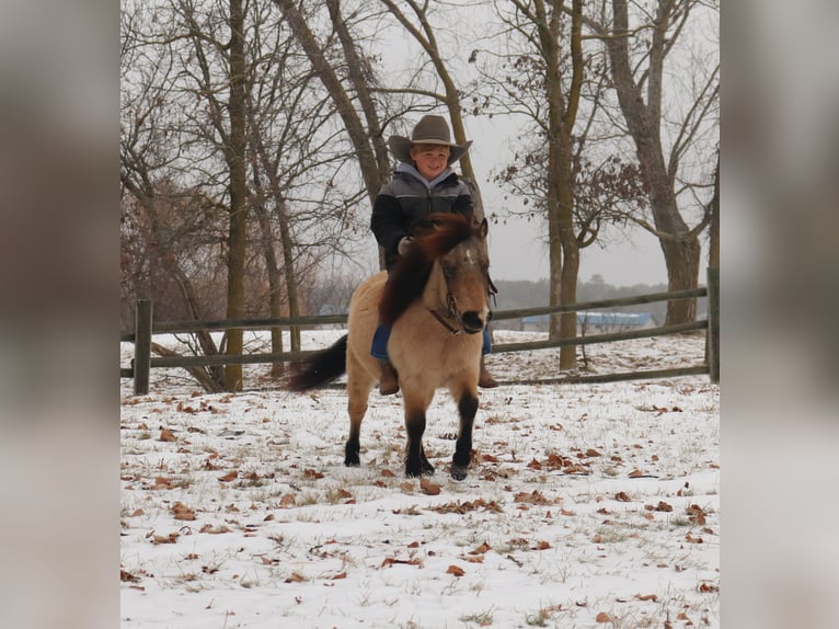 More ponies/small horses Gelding 7 years 9,1 hh Buckskin in Nevis, MN