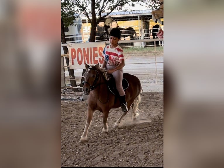 More ponies/small horses Gelding 7 years Chestnut in Marana, AZ