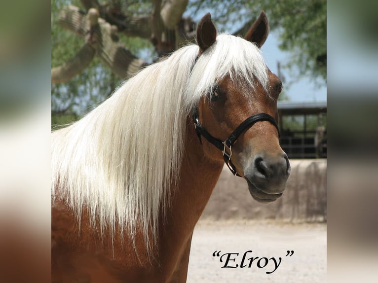 More ponies/small horses Gelding 7 years Chestnut in Marana, AZ