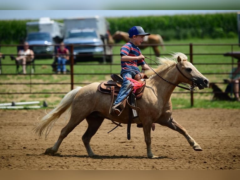 More ponies/small horses Gelding 8 years 10,2 hh Palomino in Decorah IA