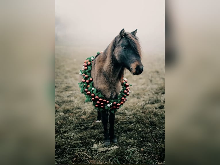 More ponies/small horses Gelding 8 years 11,2 hh Brown in Wurzbach