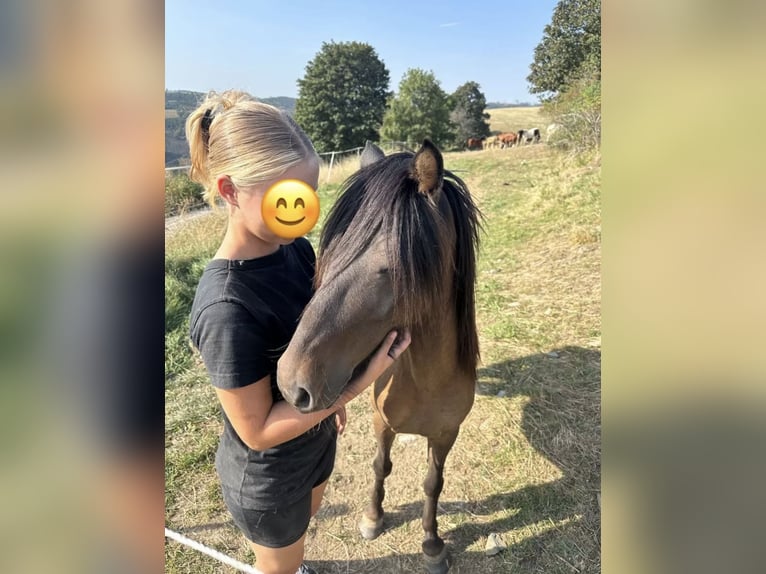 More ponies/small horses Gelding 8 years 11,2 hh Brown in Wurzbach