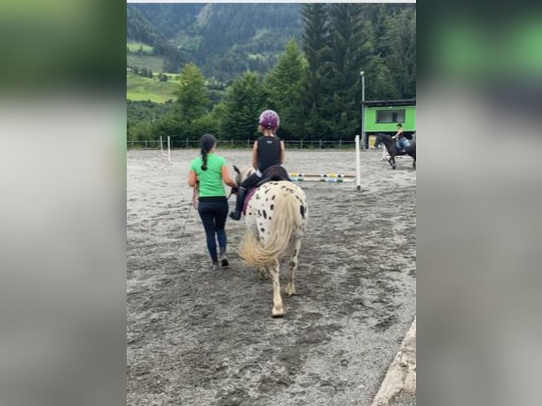 More ponies/small horses Gelding 8 years 12,1 hh Leopard-Piebald in Schwarzach im Pongau