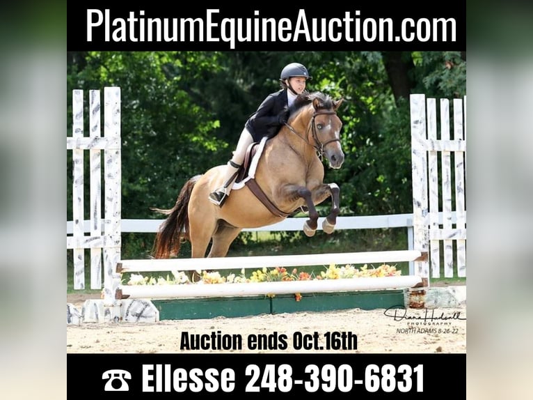 More ponies/small horses Gelding 8 years 13,1 hh Buckskin in Highland, MI