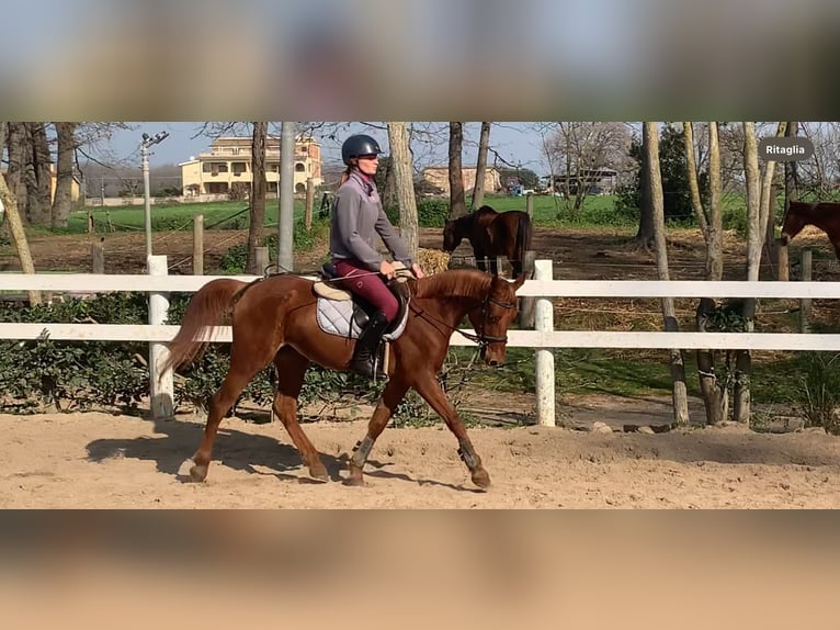 More ponies/small horses Gelding 8 years 13,2 hh Chestnut-Red in Anzio