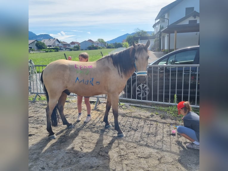 More ponies/small horses Mix Gelding 8 years 13,2 hh Dun in Achberg
