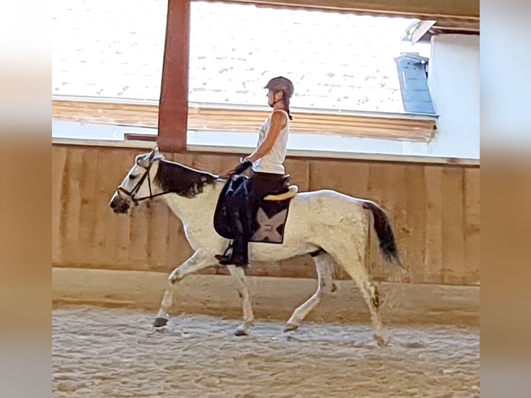 More ponies/small horses Gelding 8 years 13,2 hh Gray in Böheimkirchen