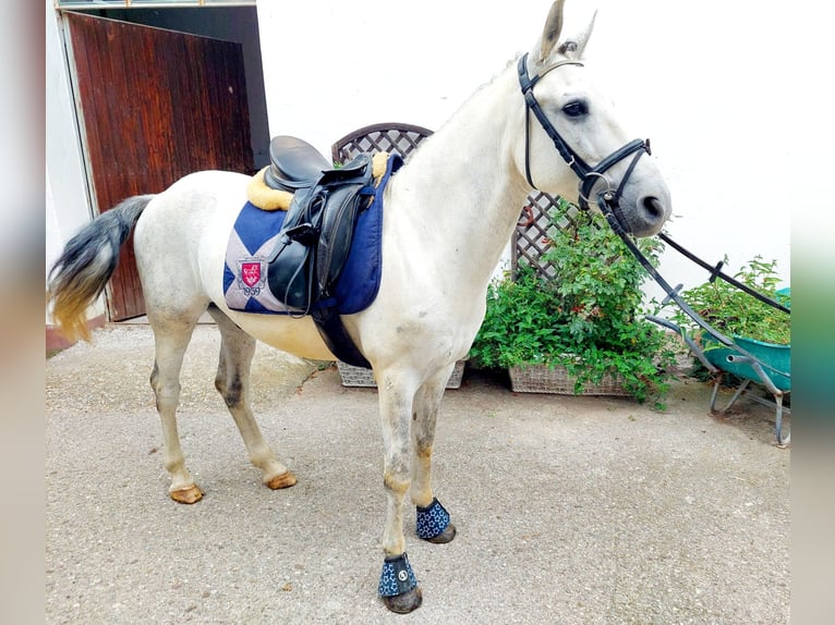 More ponies/small horses Gelding 8 years 13,2 hh Gray in Böheimkirchen