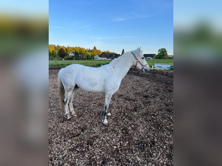 More ponies/small horses Mix Gelding 8 years 13,2 hh Gray in Riniken