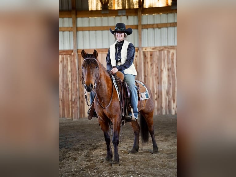 More ponies/small horses Gelding 8 years 13 hh Bay in Brandon, SD