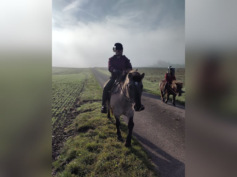 More ponies/small horses Gelding 8 years 13 hh Dun in Volkmarsen