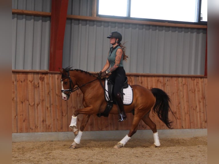 More ponies/small horses Gelding 8 years 14,1 hh Brown-Light in Hobro