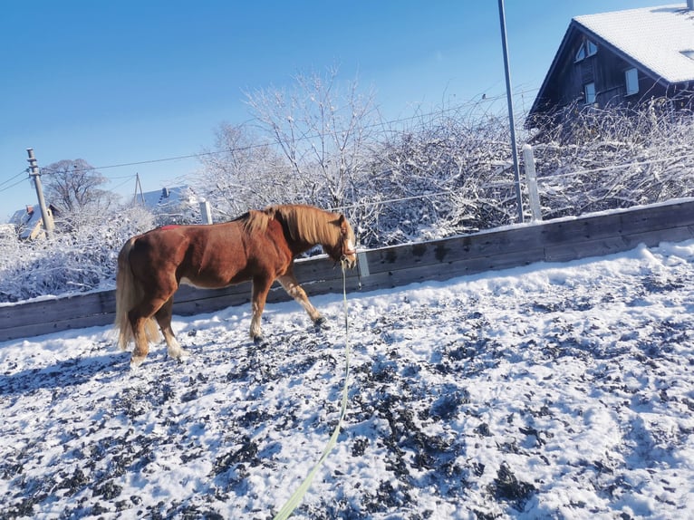 More ponies/small horses Gelding 8 years 14,1 hh Chestnut-Red in Eschbronn