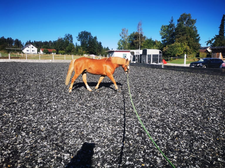 More ponies/small horses Gelding 8 years 14,1 hh Chestnut-Red in Eschbronn