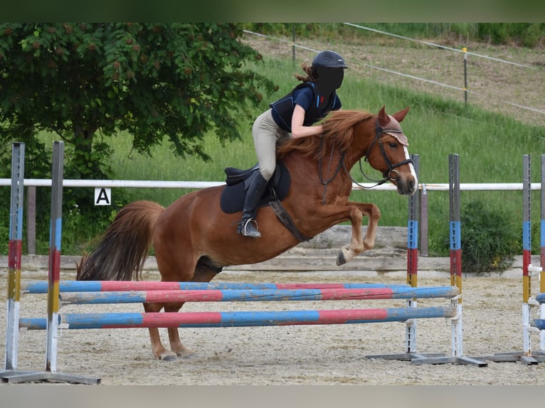 More ponies/small horses Gelding 8 years 14 hh Chestnut-Red in Linz/Lichtenberg