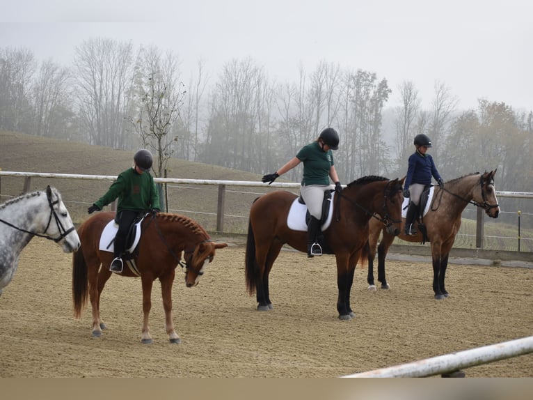 More ponies/small horses Gelding 8 years 14 hh Chestnut-Red in Linz/Lichtenberg