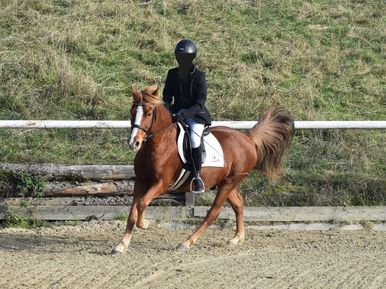 More ponies/small horses Gelding 8 years 14 hh Chestnut-Red in Linz/Lichtenberg