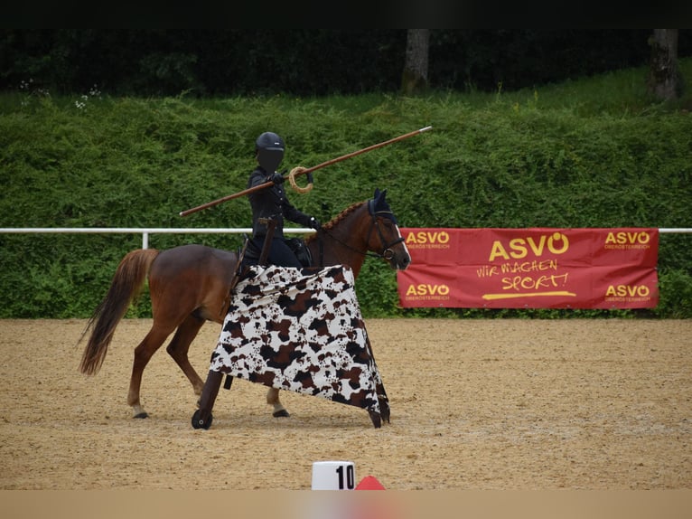 More ponies/small horses Gelding 8 years 14 hh Chestnut-Red in Linz/Lichtenberg