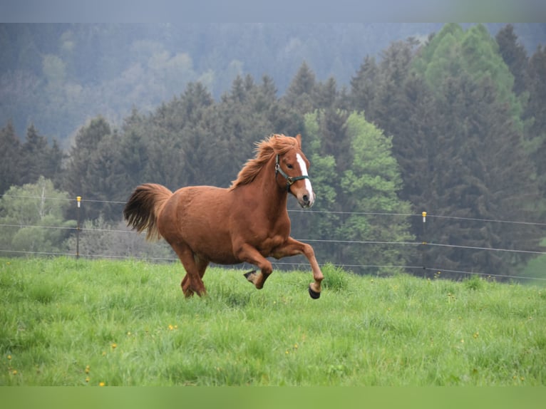 More ponies/small horses Gelding 8 years 14 hh Chestnut-Red in Linz/Lichtenberg