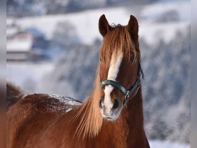 More ponies/small horses Gelding 8 years 14 hh Chestnut-Red in Linz/Lichtenberg