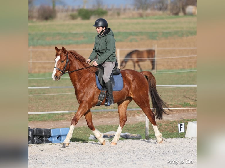More ponies/small horses Mix Gelding 8 years 15,2 hh Chestnut-Red in Zellwiller
