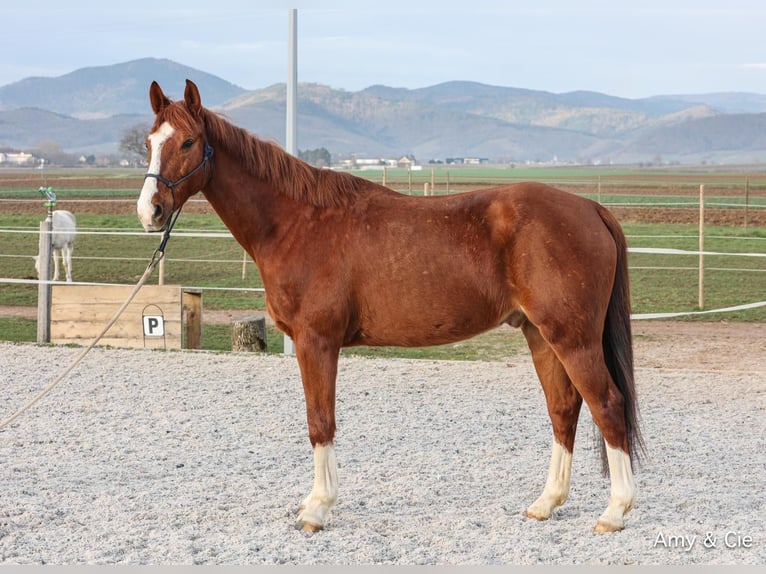 More ponies/small horses Mix Gelding 8 years 15,2 hh Chestnut-Red in Zellwiller