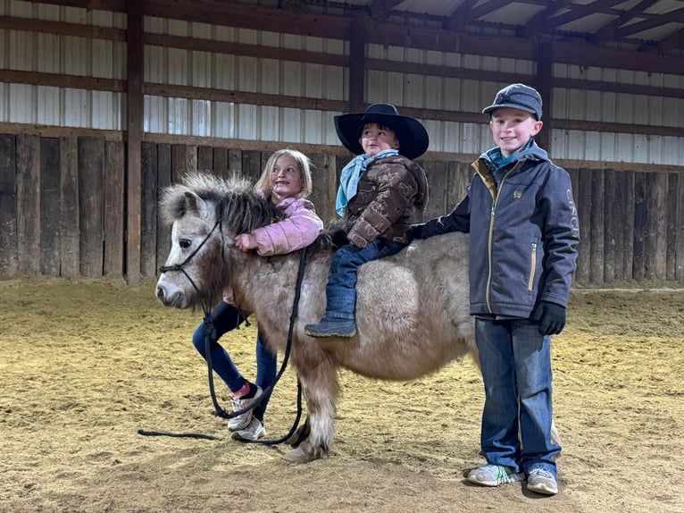 More ponies/small horses Gelding 8 years 7,1 hh Gray in Canyon