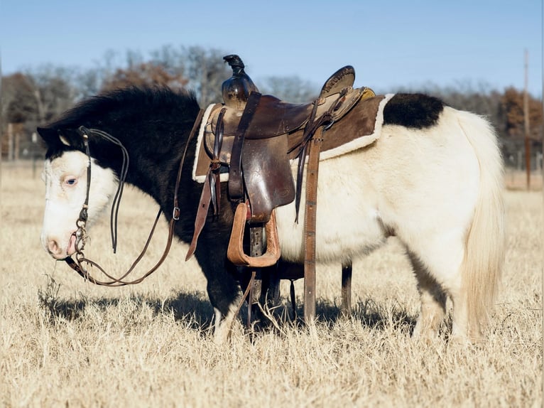 More ponies/small horses Gelding 8 years 8,1 hh in Cisco, TX