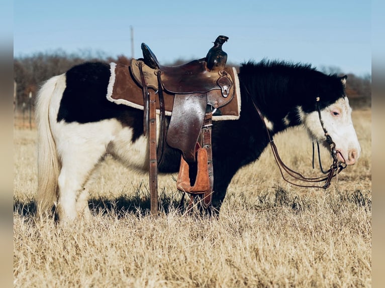 More ponies/small horses Gelding 8 years 8,1 hh in Cisco, TX