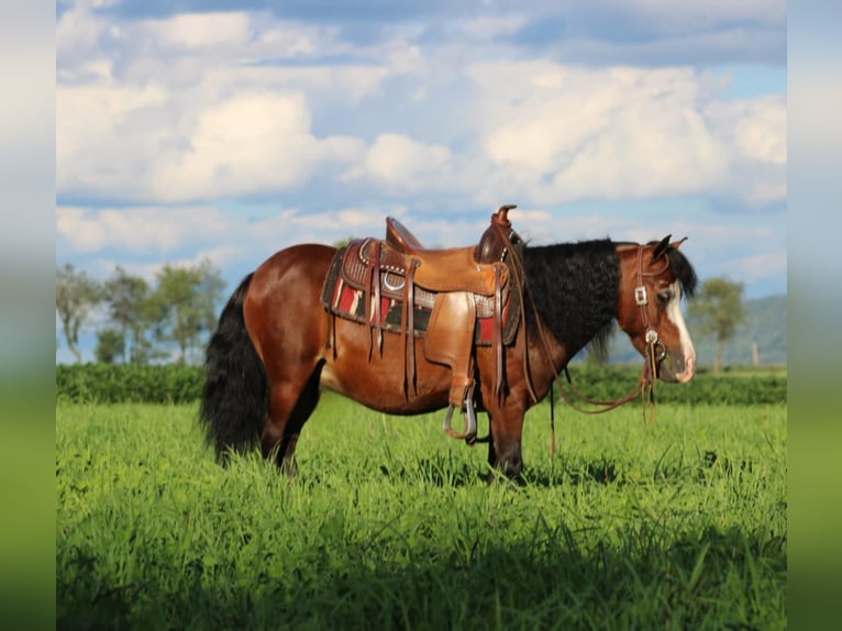 More ponies/small horses Gelding 8 years 8,2 hh Bay in Rebersburg