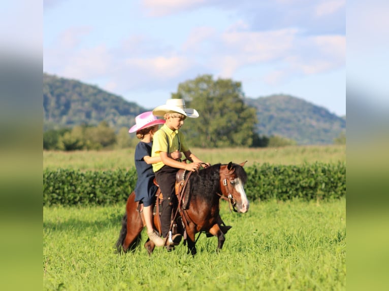 More ponies/small horses Gelding 8 years 8,2 hh Bay in Rebersburg