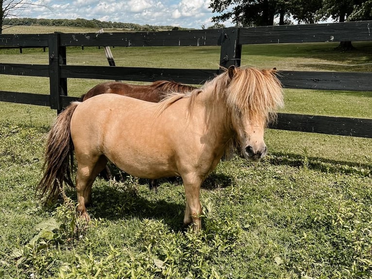 More ponies/small horses Gelding 8 years 8,2 hh Buckskin in Dalton