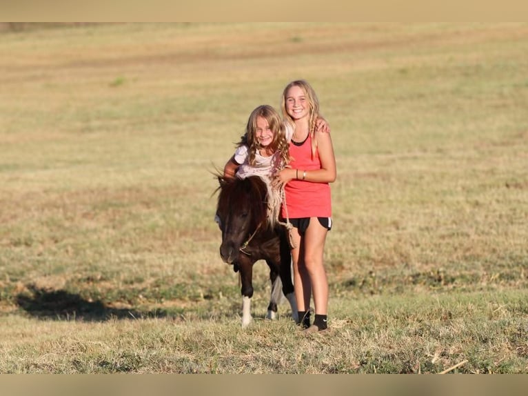 More ponies/small horses Gelding 8 years 9 hh Black in Joshua, TX