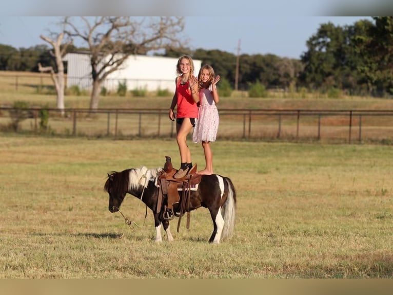 More ponies/small horses Gelding 8 years 9 hh Black in Joshua, TX