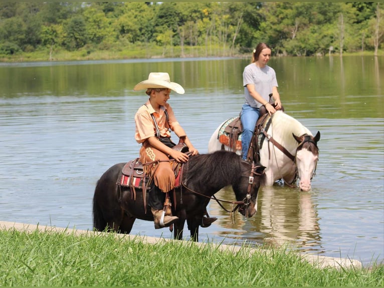 More ponies/small horses Gelding 8 years 9 hh Black in Rebersburg, PA