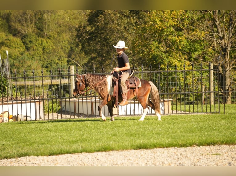 More ponies/small horses Gelding 8 years 9 hh Pinto in Fresno, OH