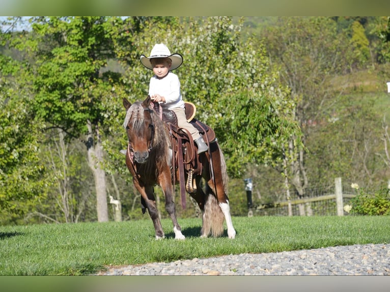 More ponies/small horses Gelding 8 years 9 hh Pinto in Fresno, OH