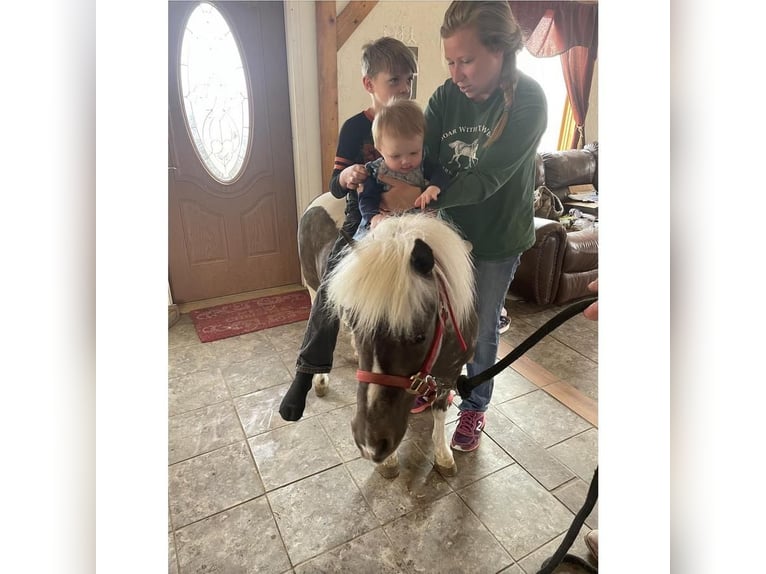 More ponies/small horses Gelding 8 years 9 hh in Jamesport, NY