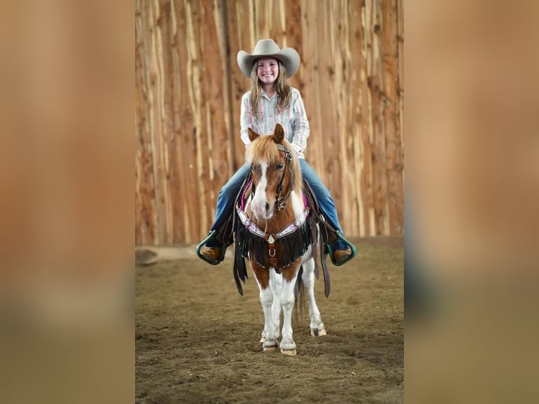 More ponies/small horses Gelding 9 years 10 hh in Valley Springs, SD