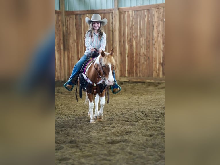 More ponies/small horses Gelding 9 years 10 hh in Valley Springs, SD
